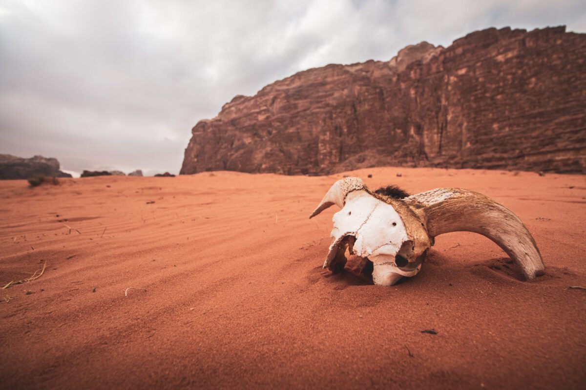 Wie überlebt man in der Wüste? Diese Tipps müsst Ihr kennen