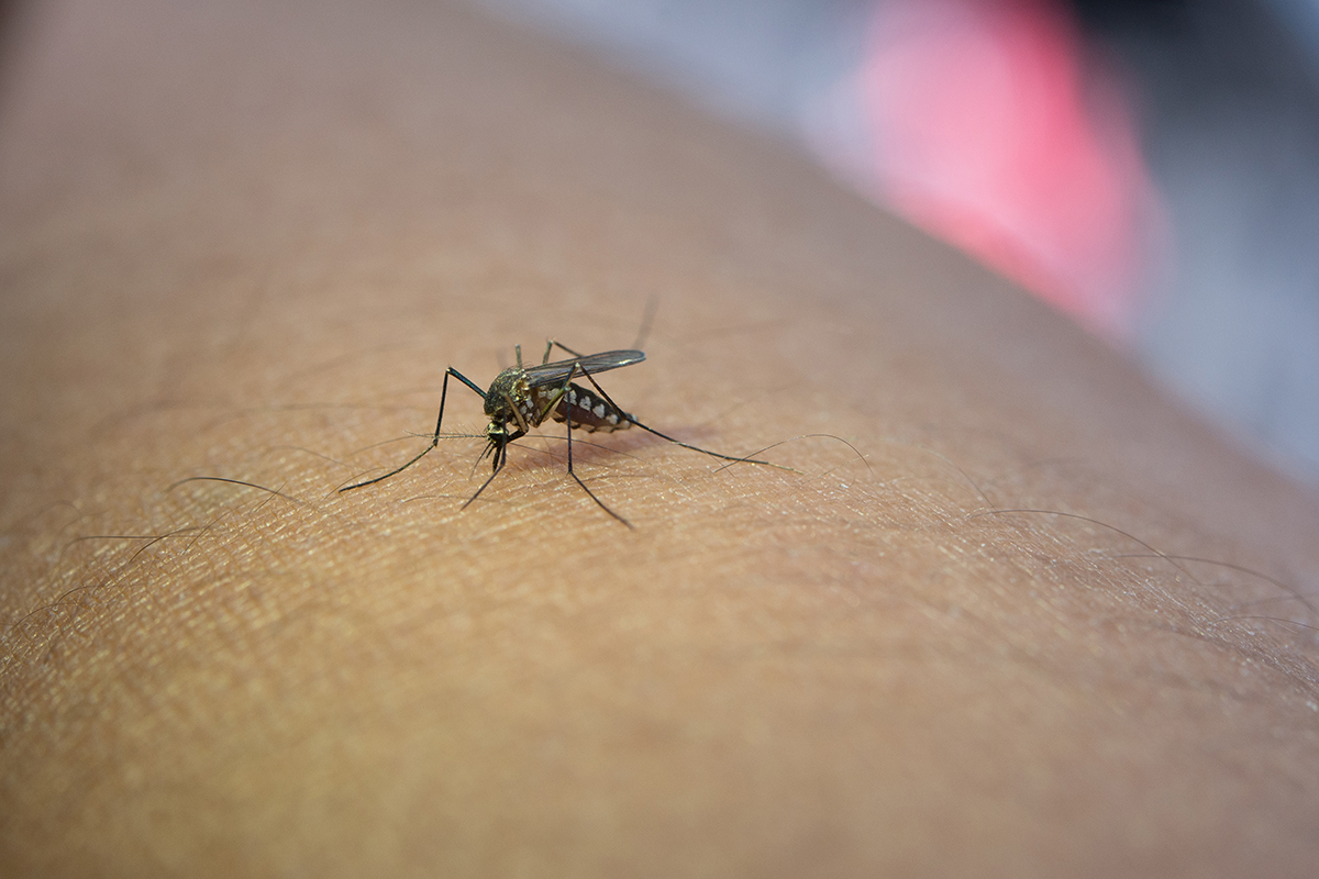 Mückenschutzmittel werden knapp: 3 Rezepte zum Selberherstellen